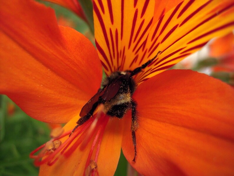 TROPICAL COLORS PERUVIAN Lily Alstroemeria Aurantiaca Aurea Hardy Perennial, 5 Seeds image 3