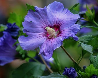 ROSE OF SHARON Hibiscus rustique syriacus, 20 graines