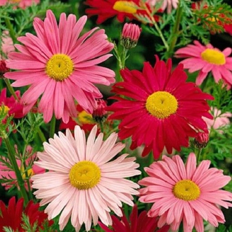 PAINTED DAISY Mix Perennial Chrysanthemum Tanacetum Coccineum Robinson 20 Seeds image 1