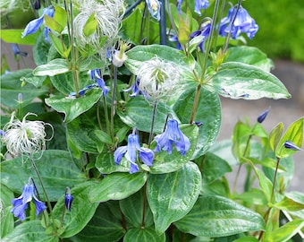 BLUE CLEMATIS Integrifolia Hardy Perennial Solitary, 3 Seeds