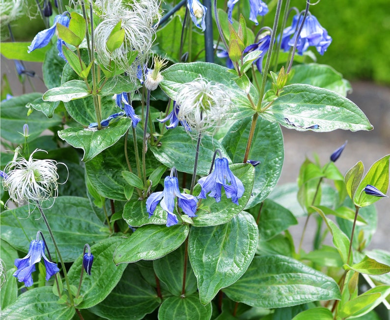 BLUE CLEMATIS Integrifolia Hardy Perennial Solitary, 3 Seeds image 1