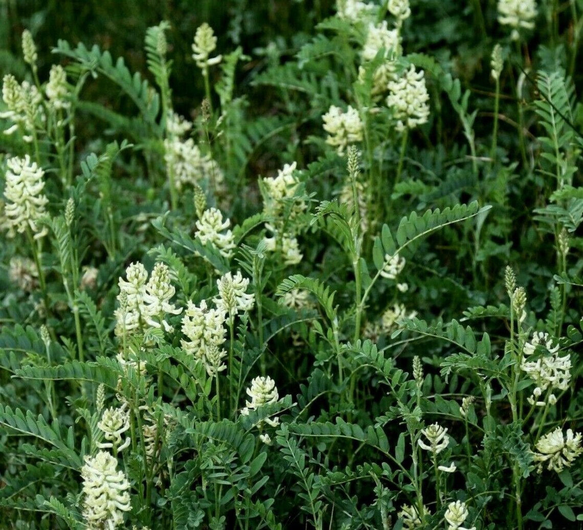 AMERICAN WILD LICORICE Glycyrrhiza Lepidota Perennial 10 Seeds Etsy