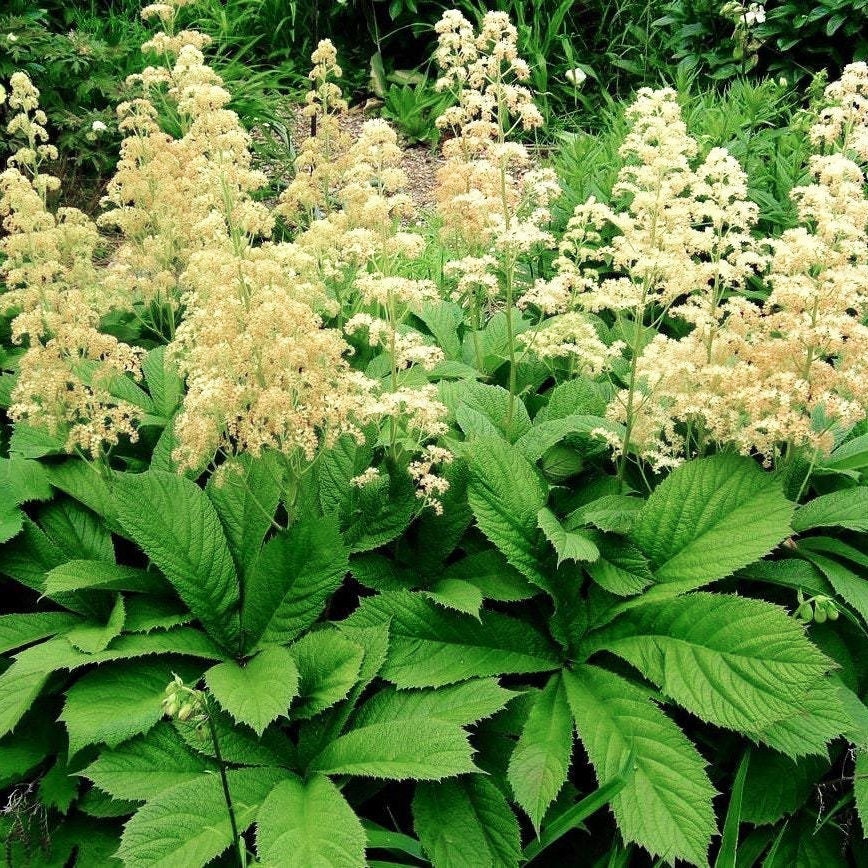 RODGERSIA Large Specimen Hardy Perennial Focal-Point Pinnata 8 Seeds