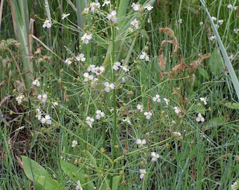 AMERICAN WATER PLANTAIN Alisma parviflorum, Alisma subcordatum Perennial 100 Seeds