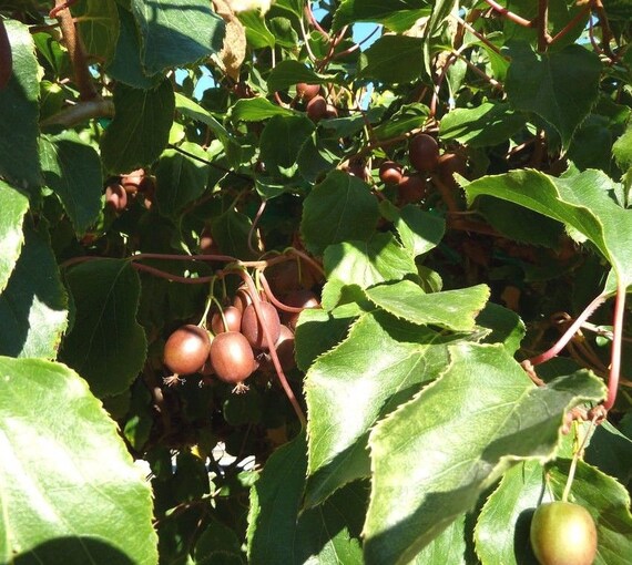 Asklepios-seeds 10 seeds Rare Annona edulis seeds hard to find rare edible exotic fruit
