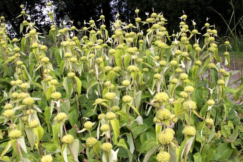 JERUSALEM SAGE Phlomis Russeliana Lampwick Plant Turkish Yellow 5 Seeds image 5