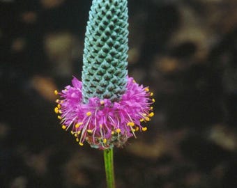 PRAIRIE CLOVER Dalea purpureum Perennial, 100 Seeds