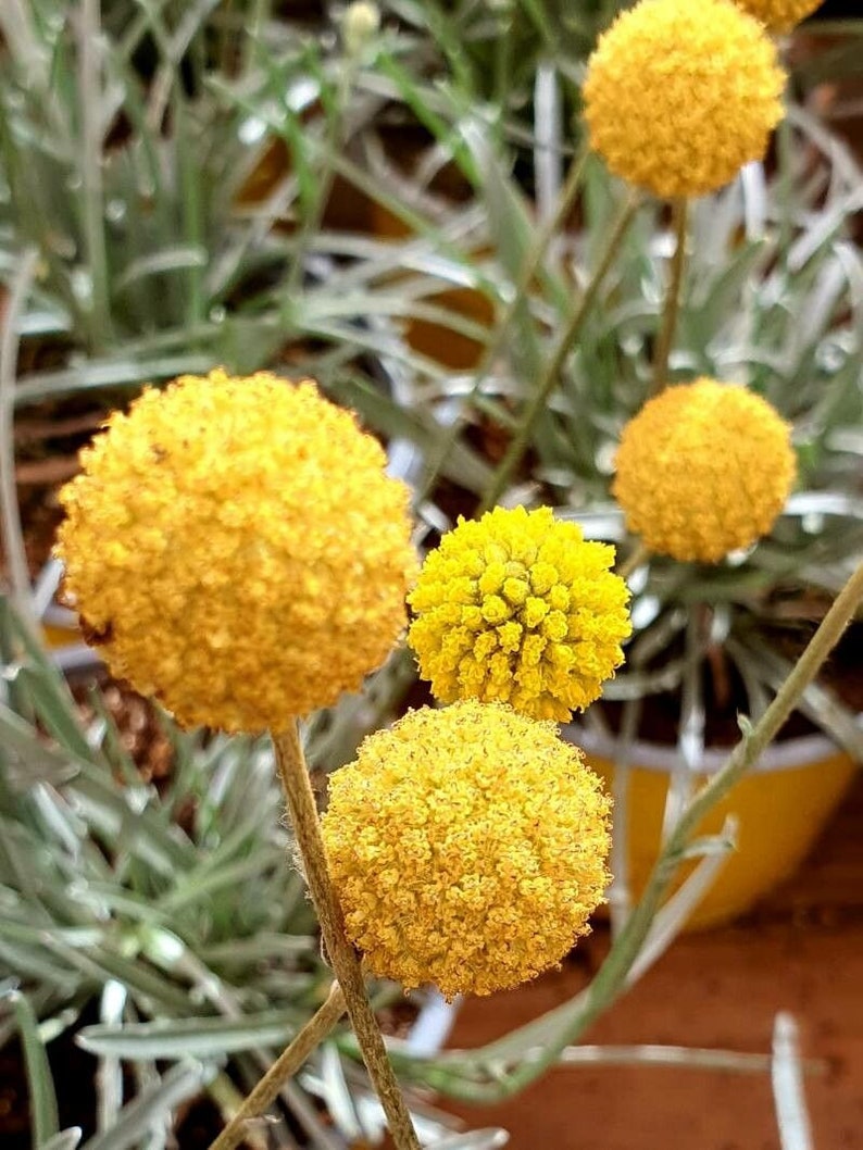 DRUMSTICK FLOWER Yellow Craspedia Globosa Round Ball Circle Crespedia, 15 Seeds image 2