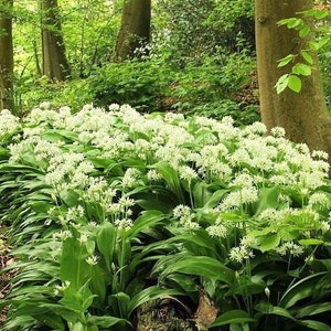 RAMSONS WILD GARLIC Allium Ursinum Hardy Perennial Woodland Native 10 Seeds image 1