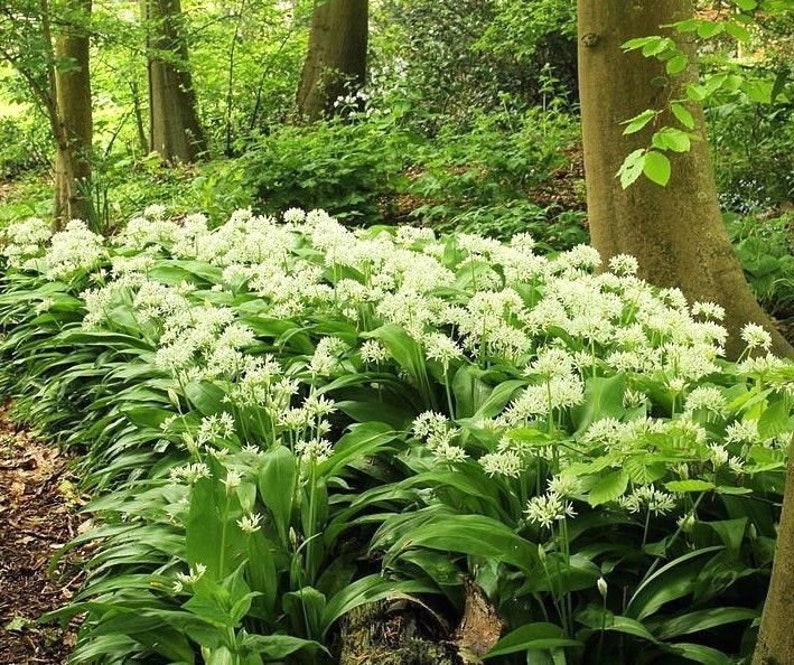 RAMSONS WILD GARLIC Allium Ursinum Hardy Perennial Woodland Native 10 Seeds image 1