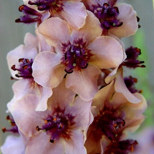 VERBASCUM TEMPTRESS FLOWER Phoeniceum Mix Mullein Perennial Mullien, 30 Seeds image 3