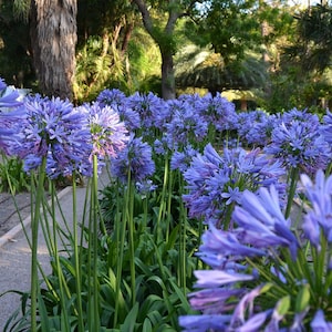 GIANT FORM Lily Of the Nile Agapanthus Africanus Blue Hardy Perennial, 10 Seeds image 1