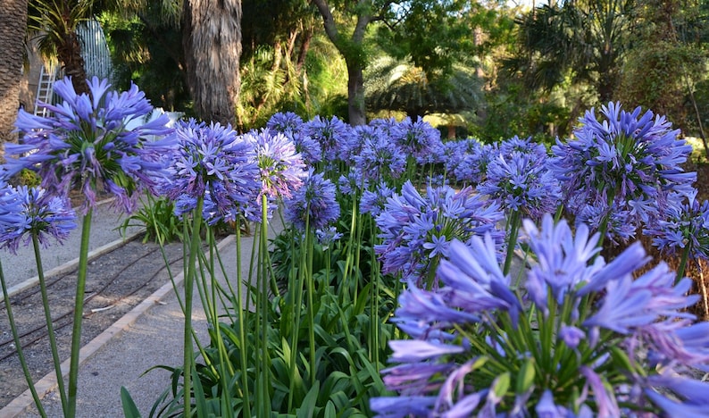 GIANT FORM Lily Of the Nile Agapanthus Africanus Blue Hardy Perennial, 10 Seeds image 1