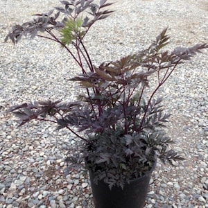 Cimicífuga roja (Actaea simplex), 20 semillas.