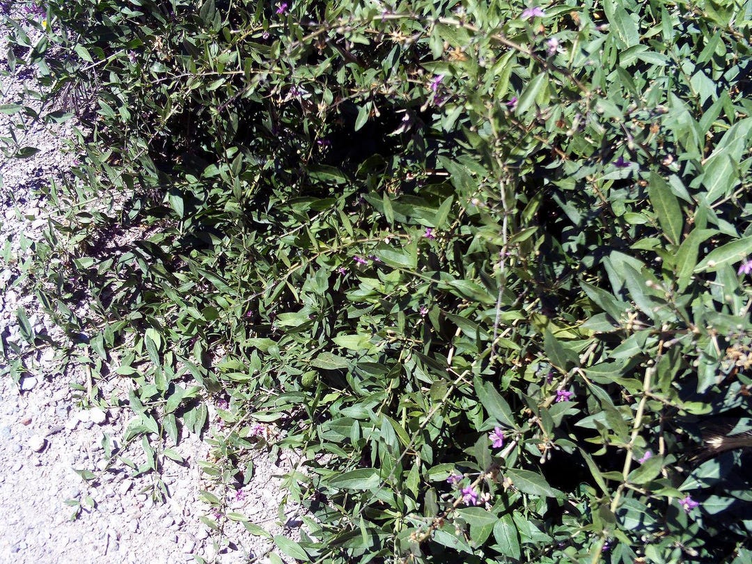 Lycium Ruthenicum BLACK GOJI Berry Wolfberry Lycium Ruthenicum Wolf Berry, 10 Seeds ...