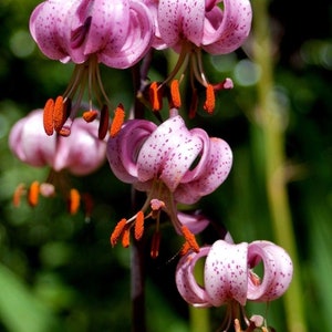 TURK'S CAP LILY Lilium Martagon Pink Mortagon Michigan Wildflower 10 Seeds image 6