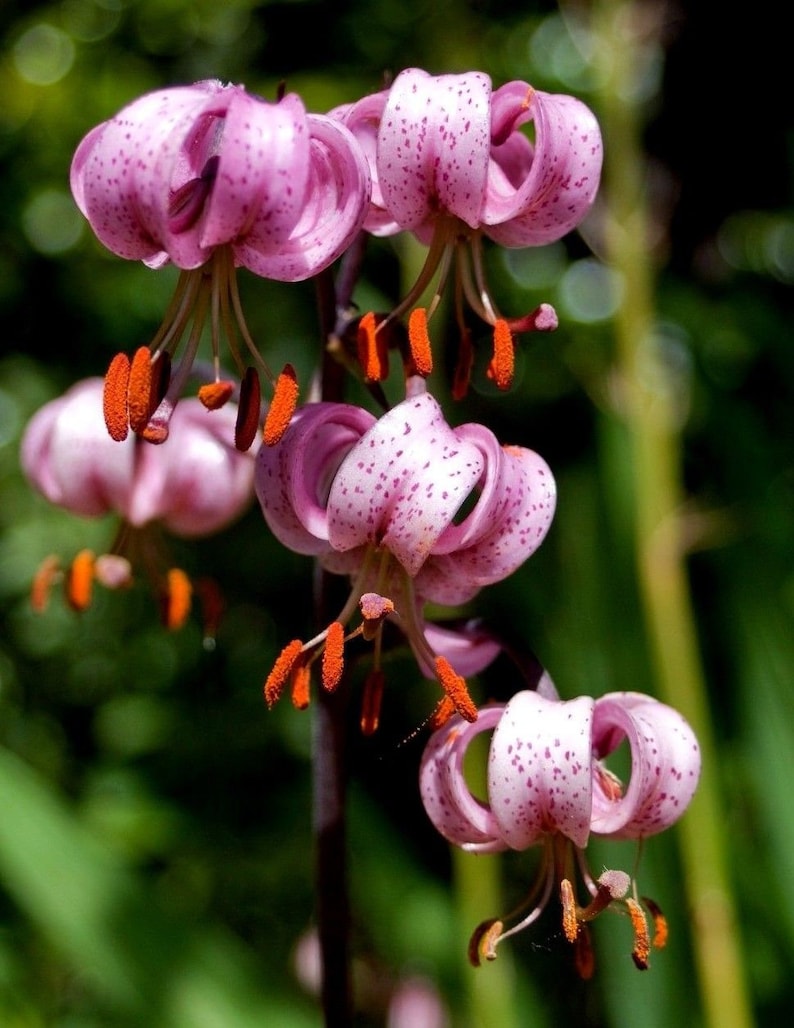 TURK'S CAP LILY Lilium Martagon Pink Mortagon Michigan Wildflower 10 Seeds image 6