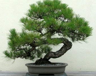50 Black Pine Tree Seeds Pinus Thunbergii Bonsai Evergreen Home Garden Plants 