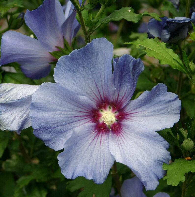 ROSE OF SHARON Hardy Hibiscus Shrub Syriacus 10 Seeds Etsy