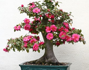 BONSAI CAMELIA JAPONICA Japanese Camellia 3 Large Seeds