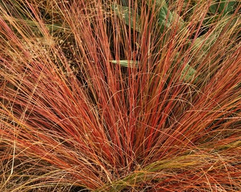 ORANGE SWITCH GRASS Red Sedge Carex Testacea Hardy Perennial, 10 Seeds