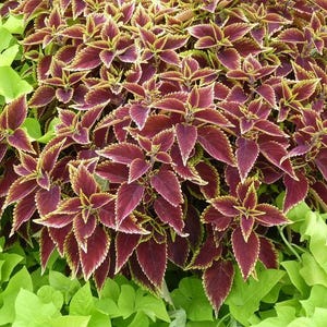 May include: A close-up of a coleus plant with rich burgundy leaves, highlighted by yellow and white edges. The plant is set against a backdrop of bright green leaves. This image depicts a colourful garden plant.