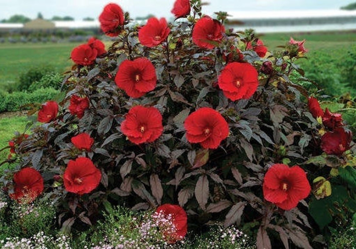HARDY GIANT HIBISCUS Mix Large Rose Mallow Moscheutos Native Etsy
