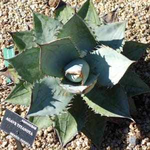 Peut inclure: Une plante d'agave titanota avec des feuilles vertes et épineuses. La plante est étiquetée "Agave titanota" et "Mexique : Oaxaca".