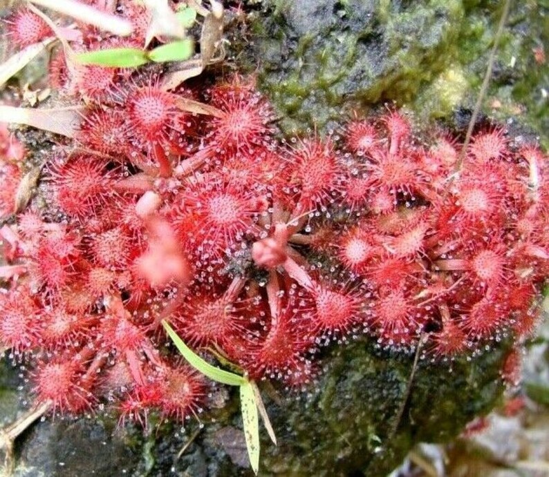 Sundews (Drosera) | Sundew Plant For Sale | Carnivorous Plants