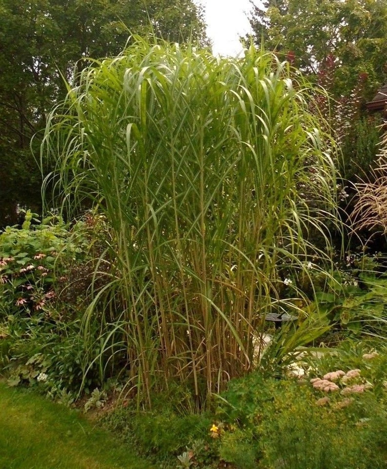 GIANT JAPANESE GRASS Miscanthus Giganteus Floridulus Huge Perennial 15 Seeds image 2