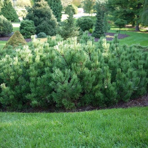 MUGO PINE Pinus Maghus Evergreen Dwarf Tree Coniferous Bonsai, 20 Seeds image 9