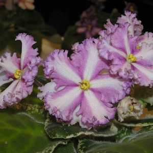 MINIATURE VARIEGATED African Violet Saintpaulia Popular House Plant Easy 10 Rare Seeds image 3