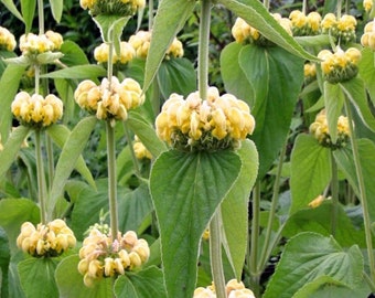 JERUSALEM SAGE Phlomis Russeliana Lampwick Plant Turkish Yellow 5 Seeds