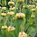 see more listings in the Perennials section