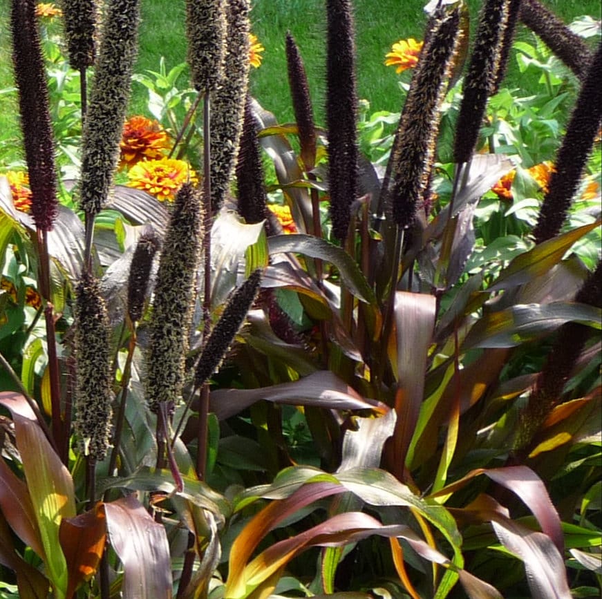 Purple Red FOUNTAIN GRASS Pennisetum Ornamental Bronze Black Dark 10 Seeds Purple Red FOUNTAIN GRASS Pennisetum Ornamental Bronze Black Dark 10 Seeds