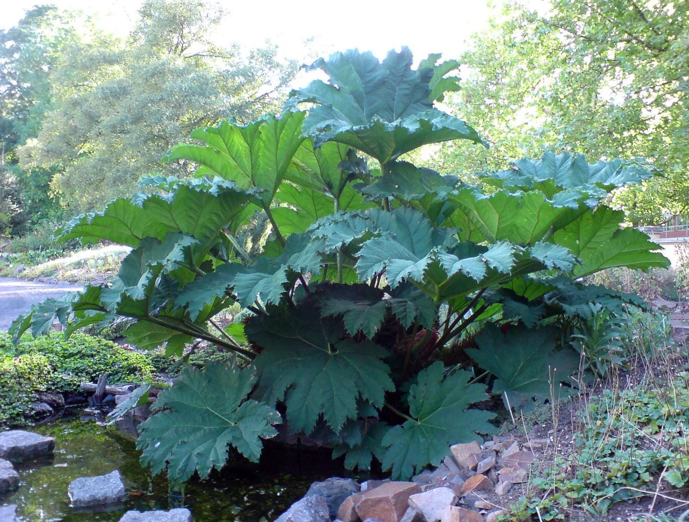 GUNNERA MANICATA Ruibarbo exótico, generoso, masivo, enorme y gigantesco,  resistente, 15 semillas - Etsy México, image size:1350x1024