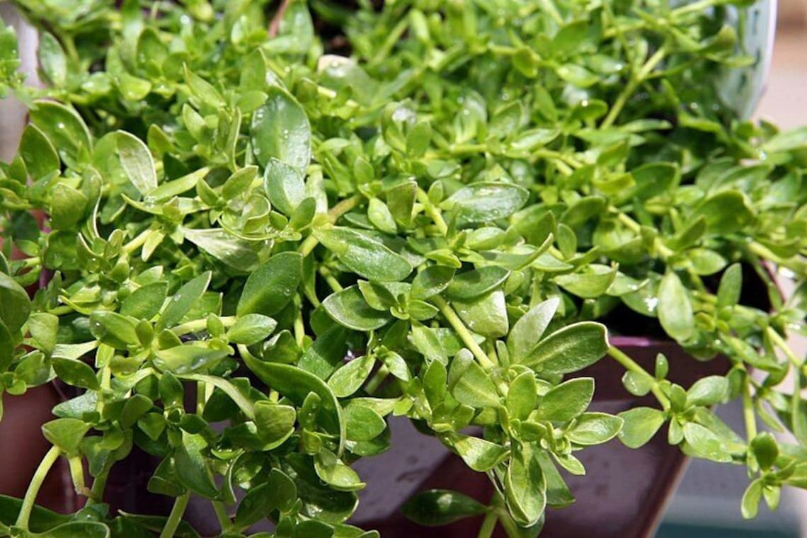 GREEN CARPET Rupturewort Herniaria Glabra Ground Cover 20 Etsy