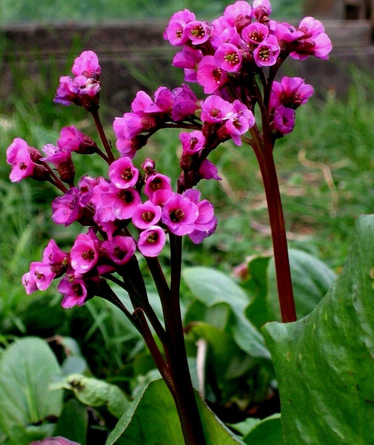 FLOWERED BERGENIA Elephant Cordifolia Large Hardy -