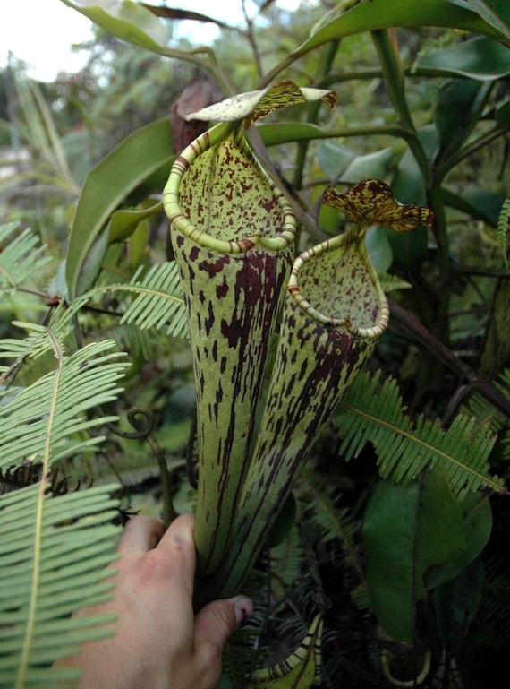 PITCHER PLANT NEPENTHES Ramispina Exotic Carnivorous 5 Rare Seeds