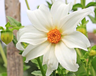 WHITE TREE DAHLIA, Bell Dahlia imperialis, 10 Seeds
