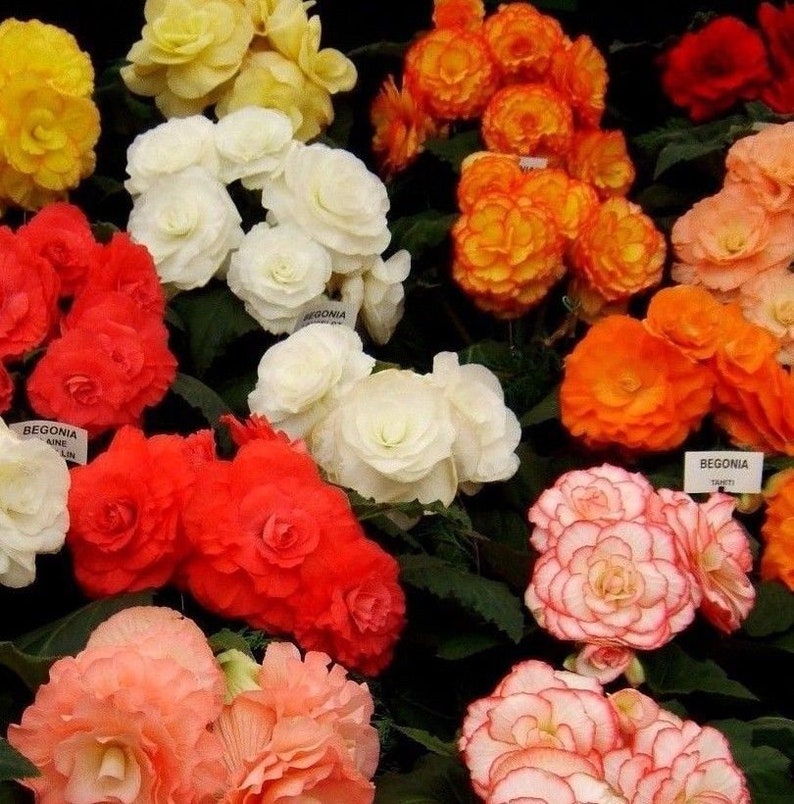 Mocca Mix Begonia Tuberous Non Stop Non Stop Tuber Assorted 10 Etsy