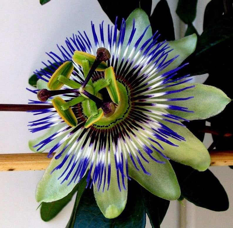 Hardy Blue PASSION FLOWER CAERULEA Vine Passiflora Climbing Etsy