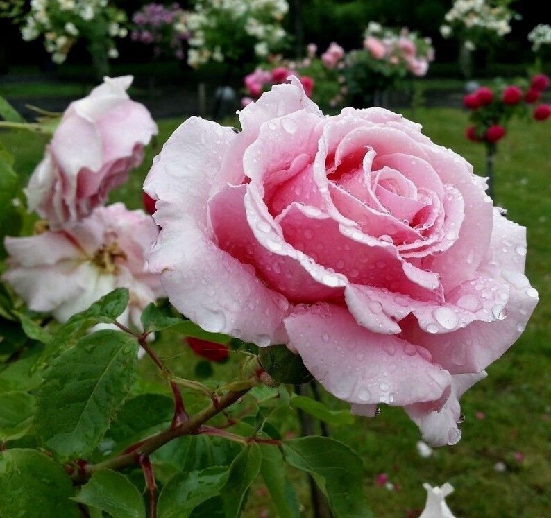 PINK BUSH ROSE Rosa Hardy Zones 39 Double Flowers Shrub 5 Etsy