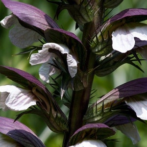 BEAR'S BRITCHES Acanthus Mollis Hardy Perennial Focal Point 5 Large Seeds image 3