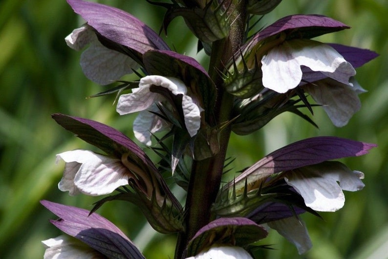 BEAR'S BRITCHES Acanthus Mollis Hardy Perennial Focal Point 5 Large Seeds image 3