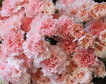 FRAGRANT DOUBLE DIANTHUS Pink Dianthus Plumarius, 25 Seeds