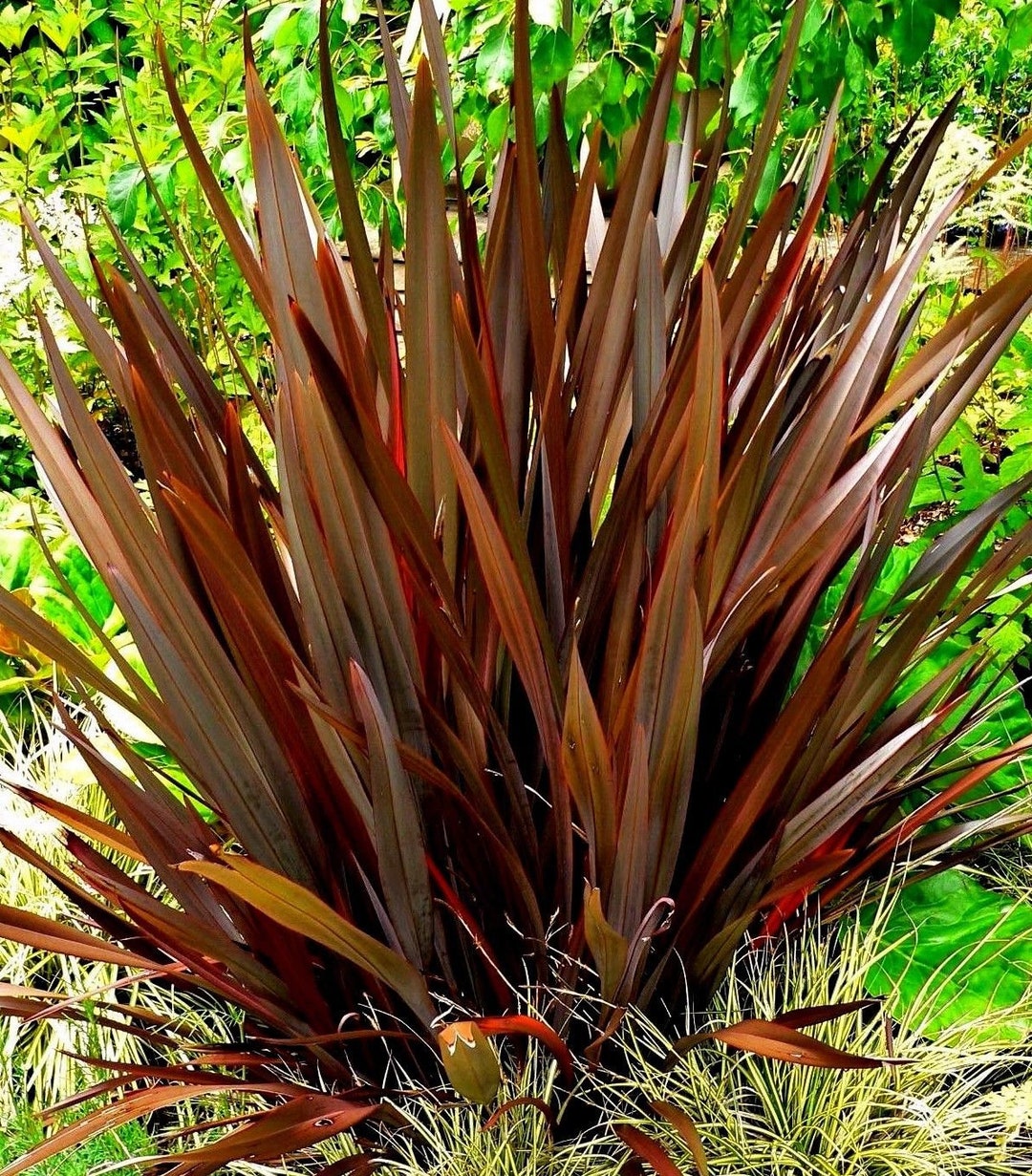 BRONZE New Zealand Flax Phormium Tenax Purple Purpureum - Etsy UK