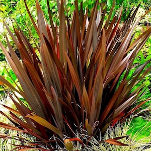 BRONZE New Zealand Flax Phormium Tenax Purple Purpureum Colorful Grass Hardy Perennial 10 Seeds imagem 1