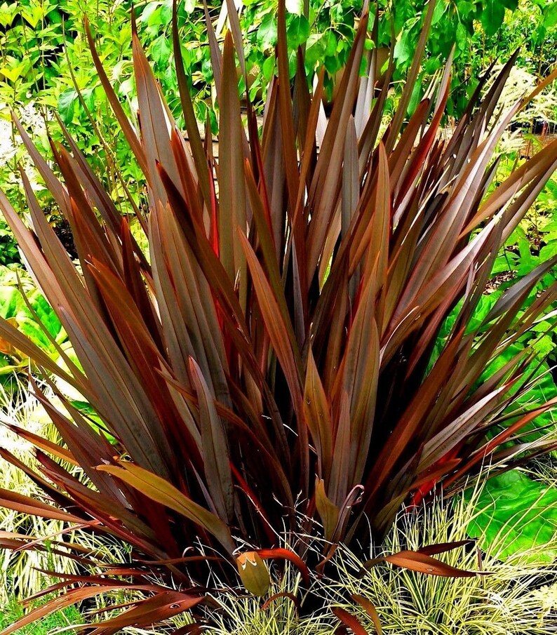 BRONZE New Zealand Flax Phormium Tenax Purple Purpureum Colorful Grass Hardy Perennial 10 Seeds imagem 1