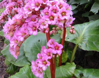 ELEPHANTS EARS, PURPLE Bergenia purpurascens perennial 50 Seeds